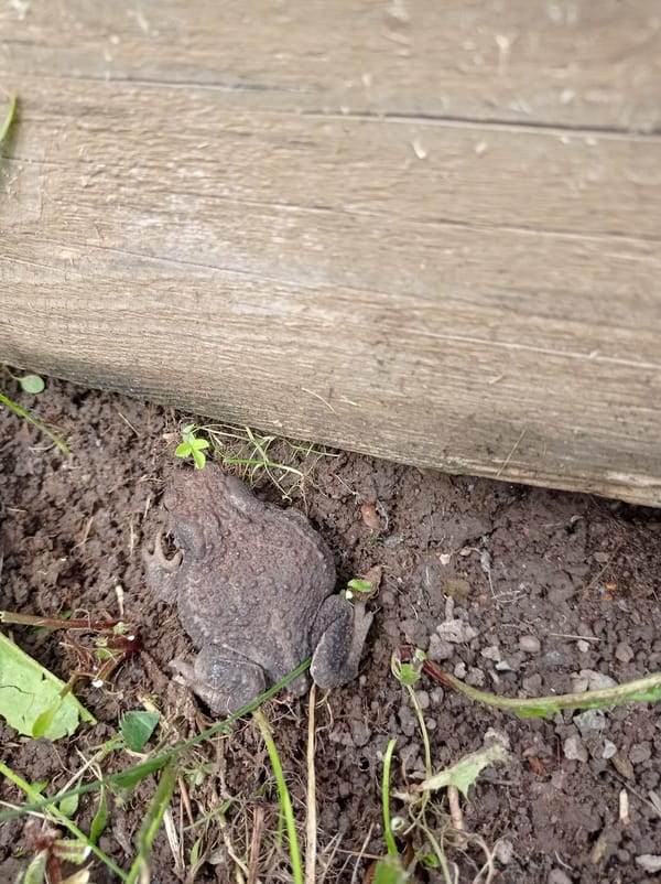 Brown toad resting in the dirt beside a wooden structure, Degtyarsk