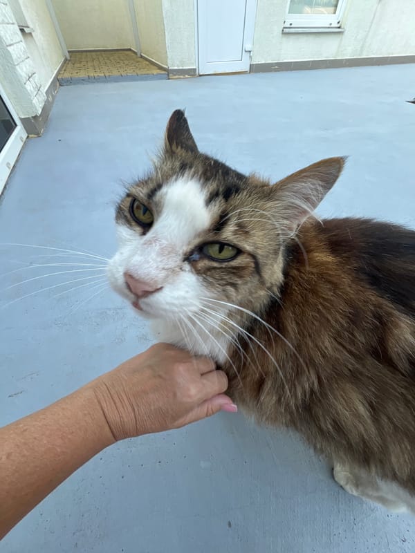 Tabby cat enjoys a petting session in Fontanka, Ukraine