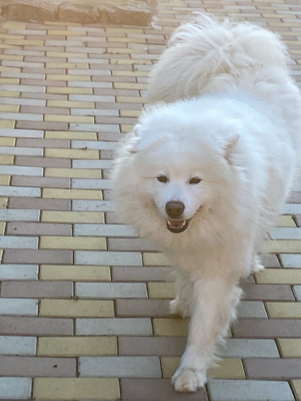Samoyeds on a brick path, ending with a warm sunset