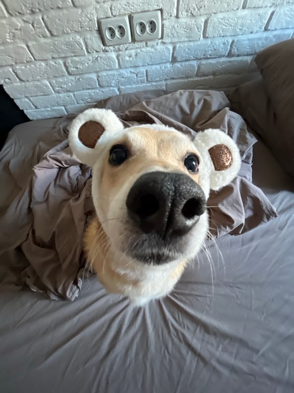 Dog photographed wearing bear-ear headband while resting on bed