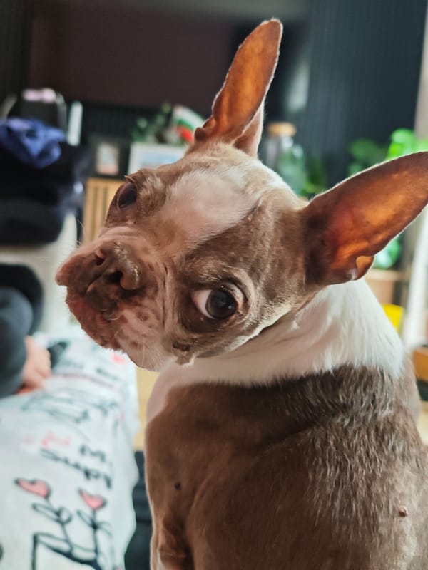 Dachshund and Boston Terrier duo doing dog things at home