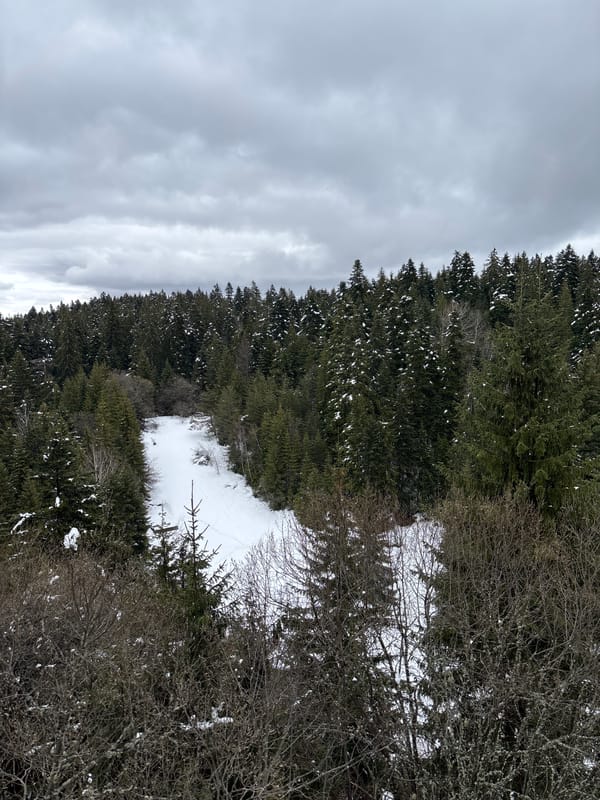 Snow-covered forest clearing observed near Samokov, Bulgaria