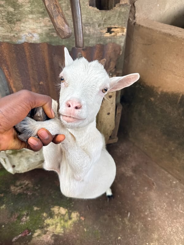 Person handles small white goat in Aboh, Nigeria