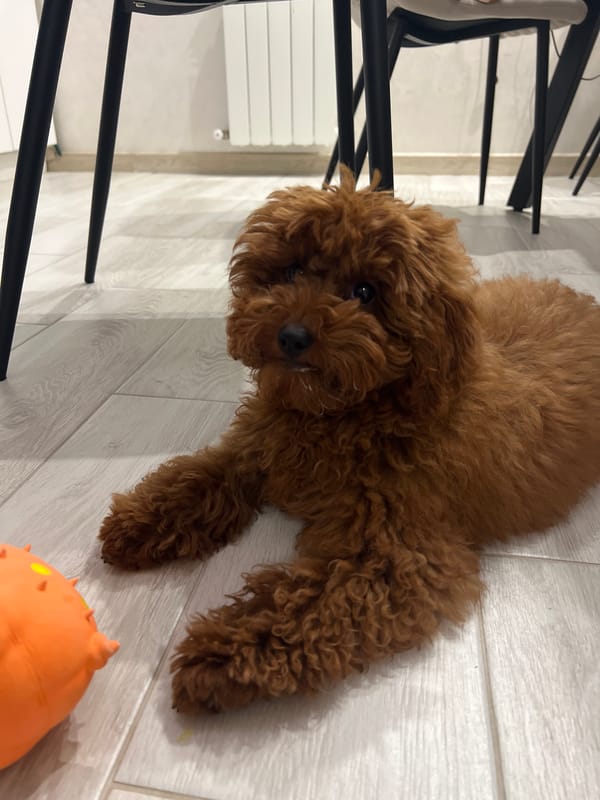Brown poodle plays at home with its orange squeaky toy