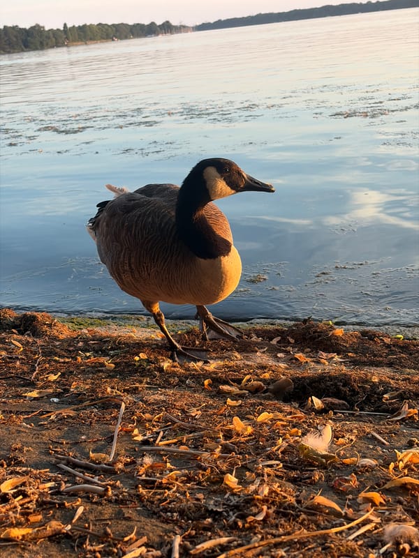 Canada goose strolling along a sandy shoreline