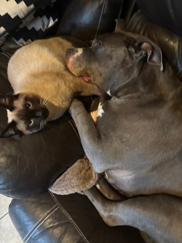 Domestic cat and plant bud observed in Luxembourg home