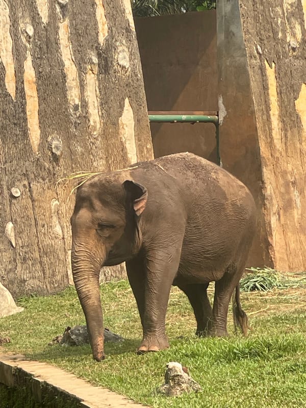 Morning at Ragunan Zoo: up close with the elephants