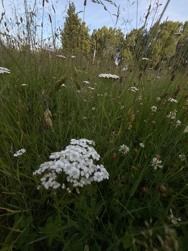 Wandering Pastavy's summer paths, meadows, and linden trees