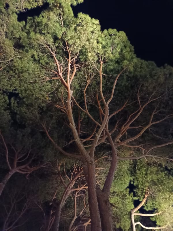 Pine trees under artificial light on a summer night in Roseto degli Abruzzi