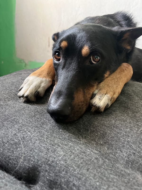 Dogs rest peacefully on beds in Nizhny Tagil home