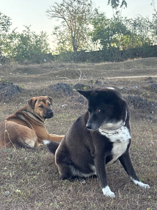 Dogs, ruins, and a bird sculpture on a Bali hilltop at sunset
