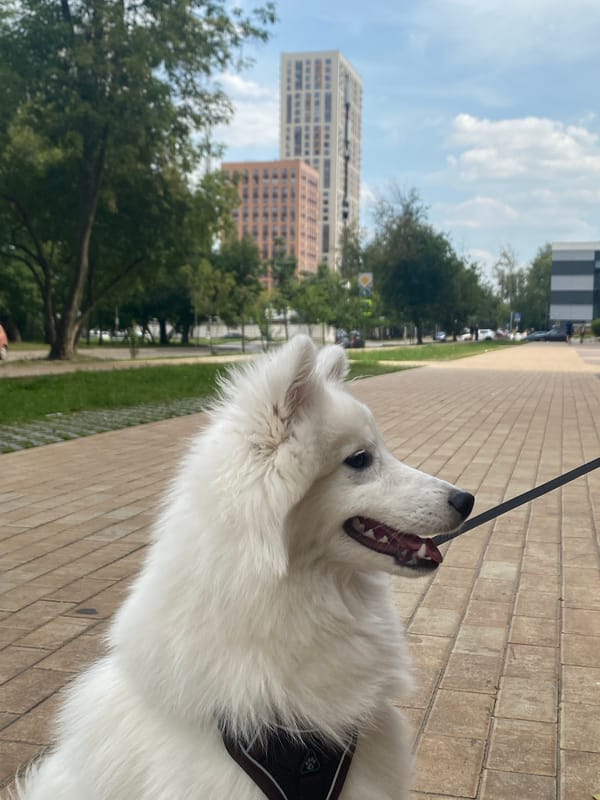 White dog on a leash along a Moscow residential walkway