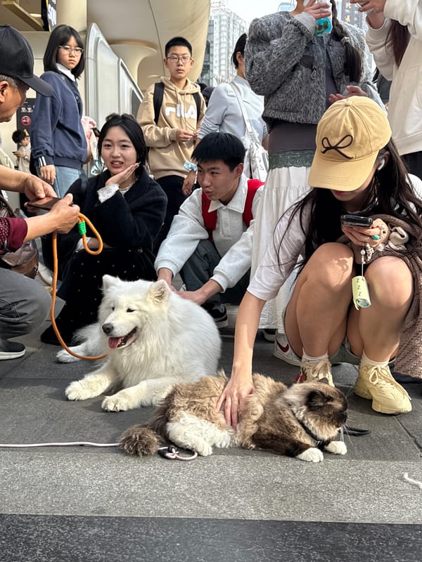 People interact with dogs in Liangjiang urban area