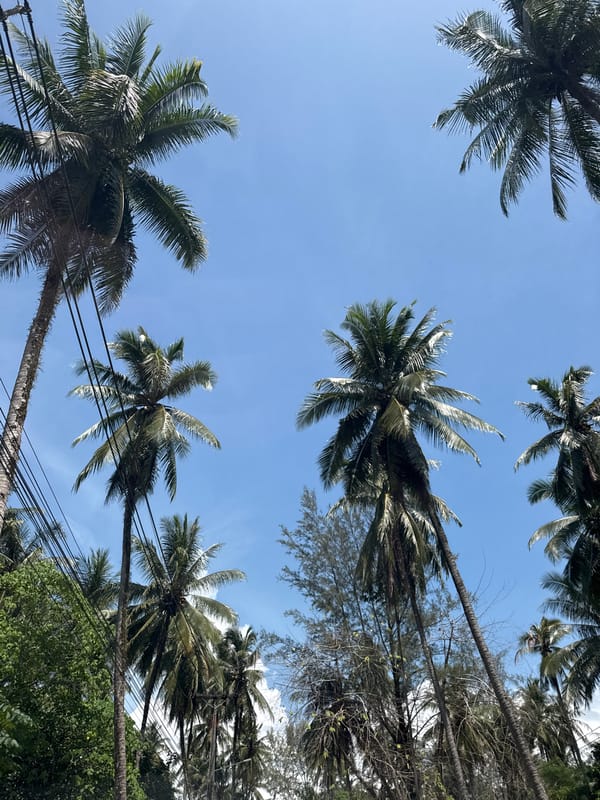 Coconut palms line a quiet road in Ban Khuk Khak