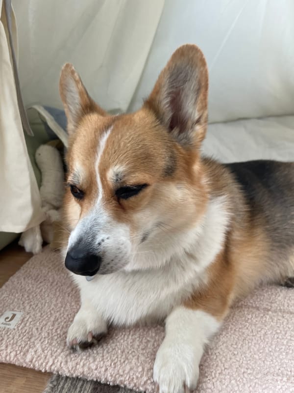 Morning domestic moments: resting corgis and breakfast plates