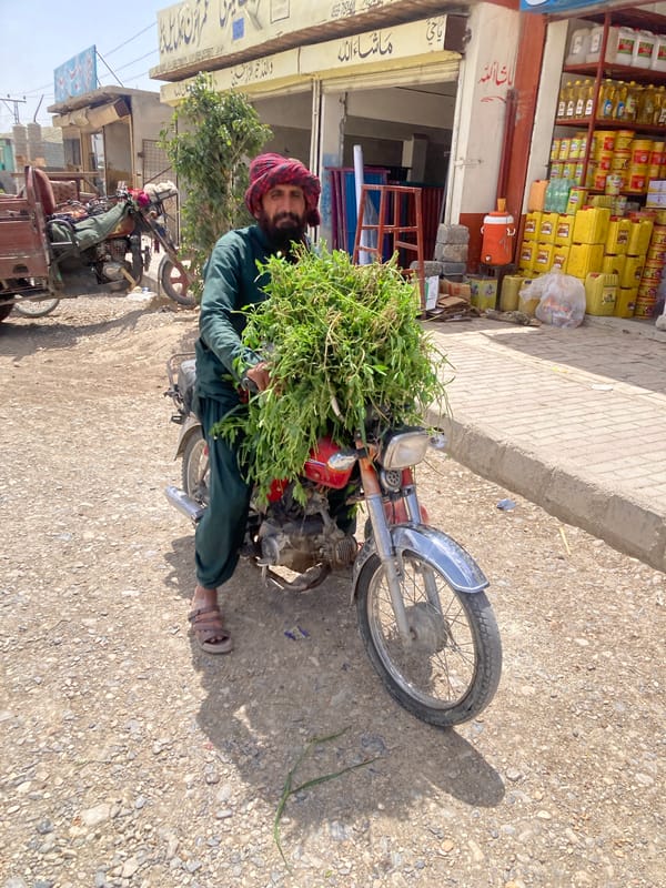 Overloaded motorcycle carries green leafy cargo in Loralai, Pakistan