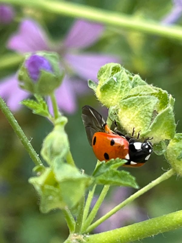 Backyard nature, bugs, and casual art-making in rural Russia