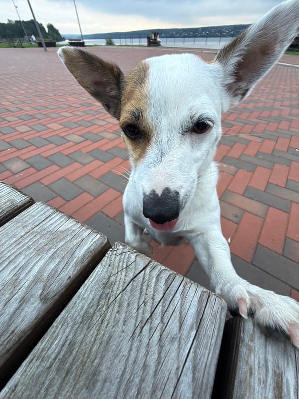 White dog runs and explores a brick waterfront walkway in Lysva