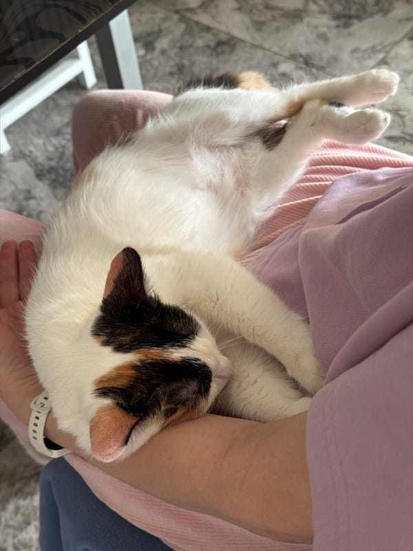 Person holds relaxed calico cat in Rossiyskiy, Russia