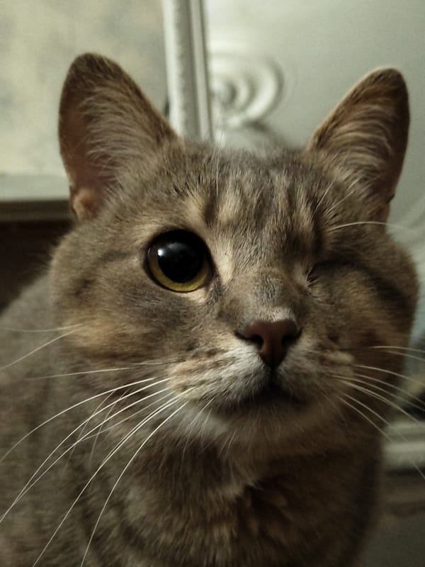 Grey tabby cat portrait session with a Ukrainian fox mug