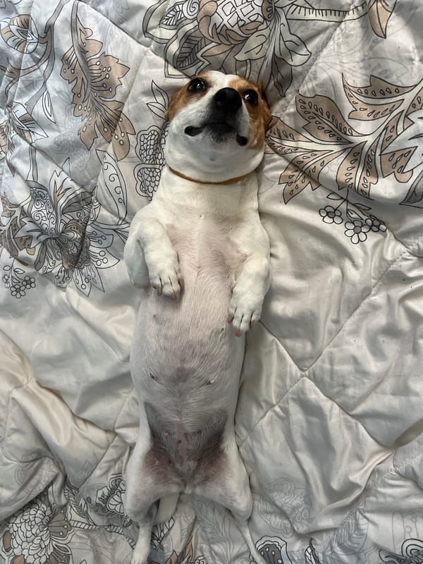 Morning life with pet dog documented across Plovdiv, Bulgaria