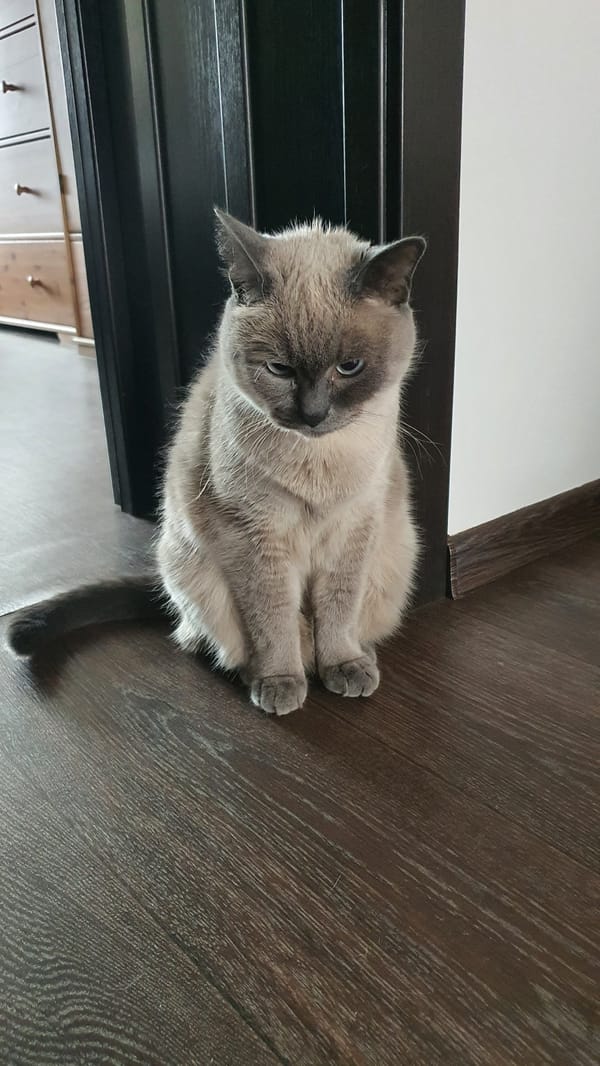Siamese cat on a hardwood floor, Krasnoyarsk