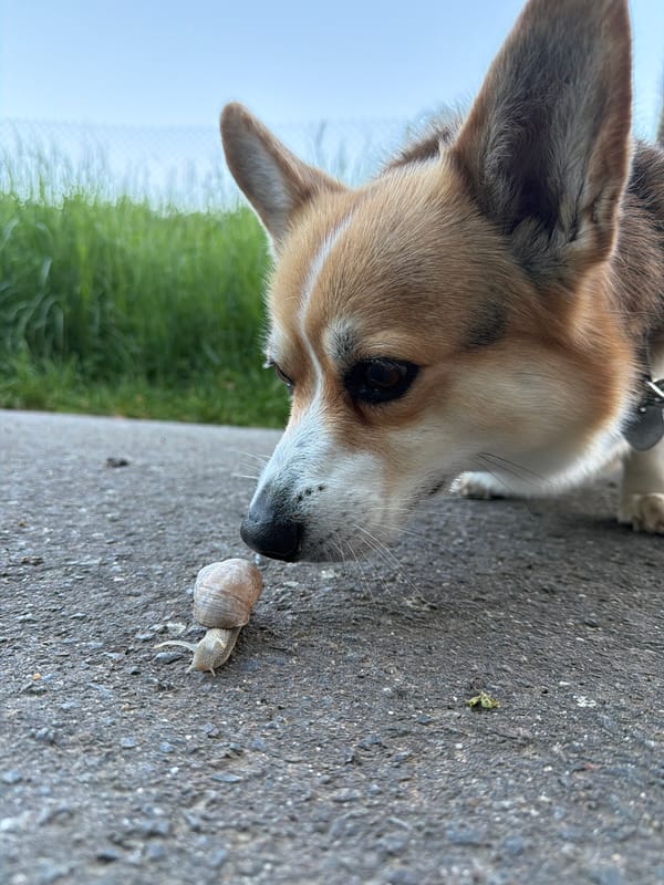 Corgi meets snail, deer spotted in Gangloff wildlife moment