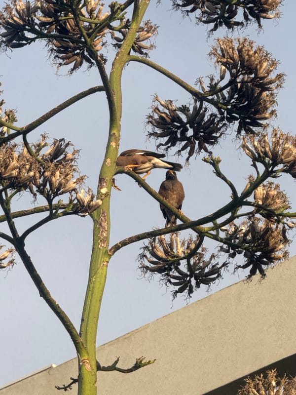 Botanical walking tour documented in Ramat Gan park