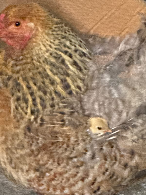 Kittens, chicks, and ripe summer fruit on a quiet afternoon