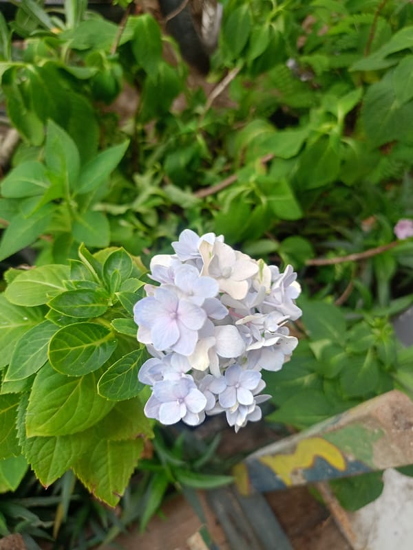 Morning garden walk documented in Buketteukuh, Indonesia