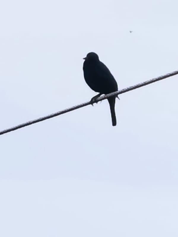 Rural journey documented: wildlife encounters and overcast landscapes captured