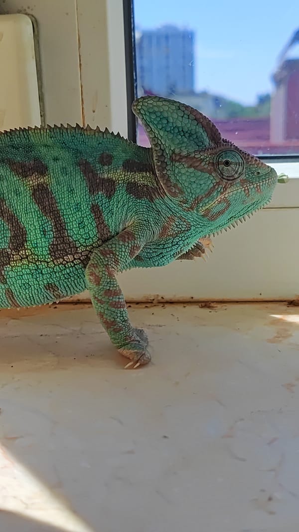 Sochi home life: chameleons, pets, plants, and whisky