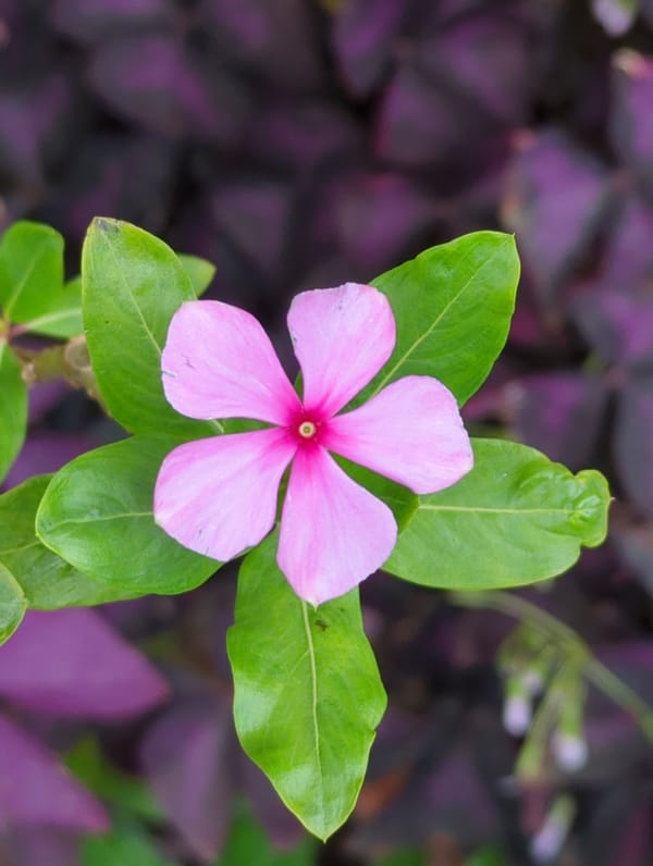Evening street scenes and flowers documented in Shunde District