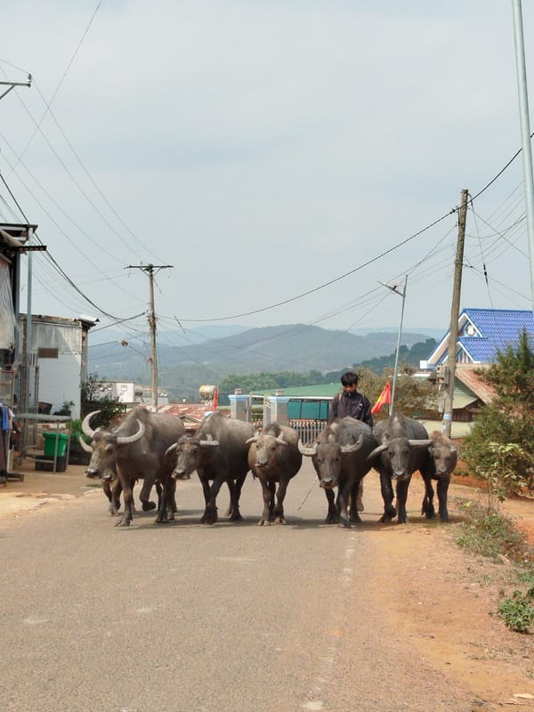 Water buffalo herded down village road in B'Liang, Vietnam