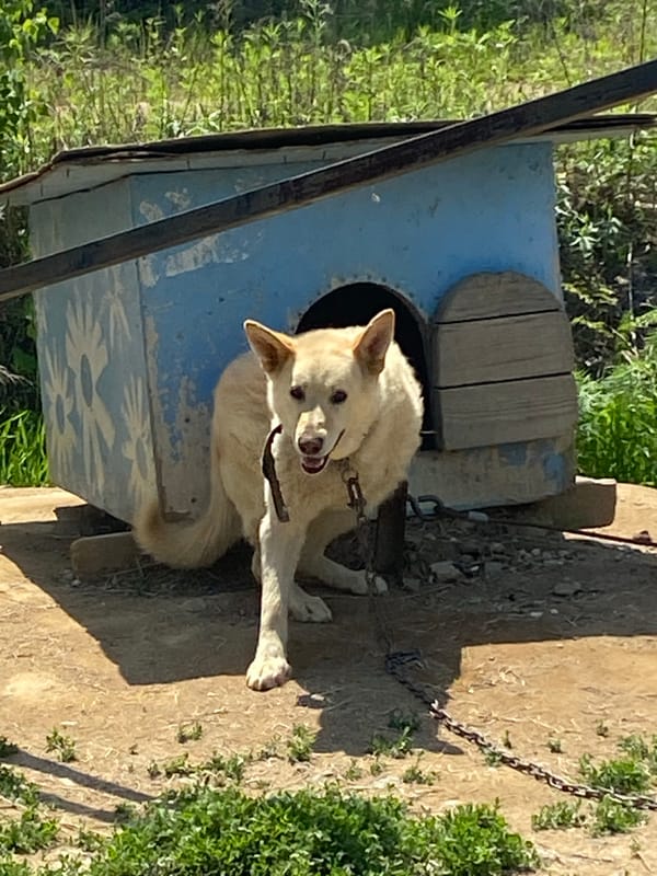 Daily life documented in Artyom: dogs, gardens, workshop activity