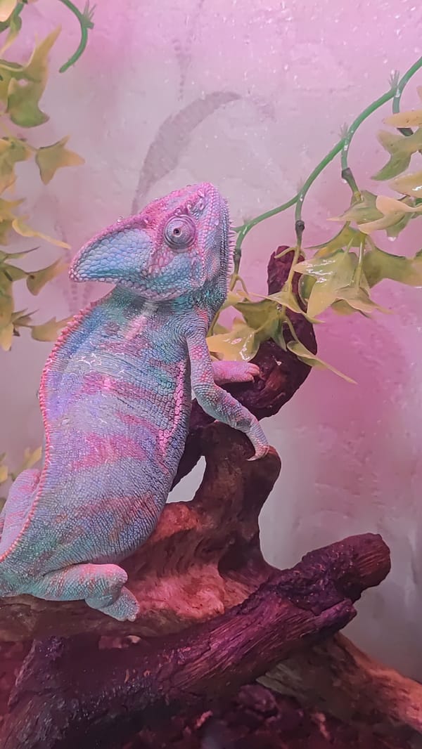 Exotic pets and imported spirits in a Sochi interior