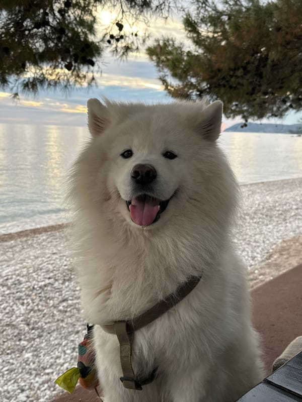 Dog and coffee moment captured at Montenegro coast