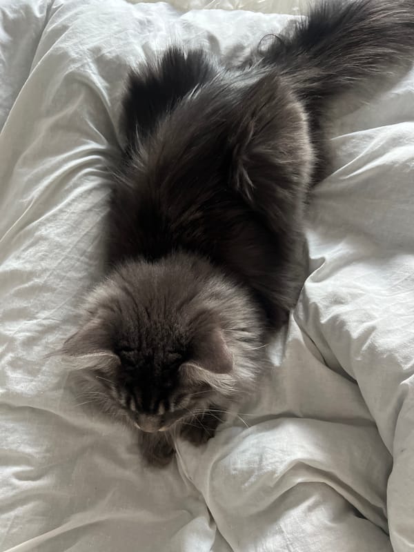 Gray Maine Coon cat moves through Ternopil home