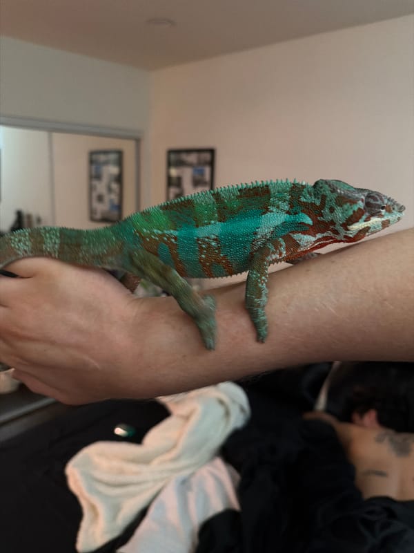 Chameleon spotted perched on person's arm in Los Angeles