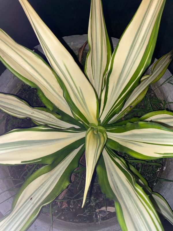 Tropical plants, nighttime buildings, and selfies in Banda Aceh
