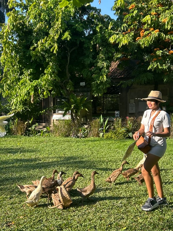 Feeding a flock of ducks on a Sukawati lawn