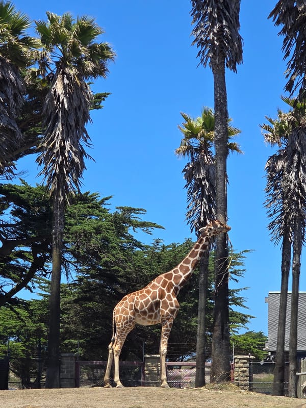 Giraffe stretches up to graze from trees in outdoor enclosure