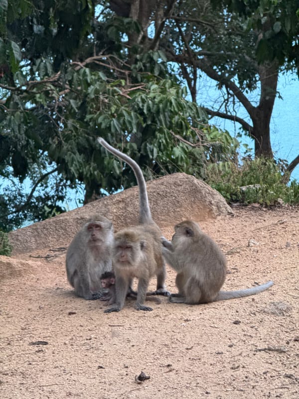 Macaque troop roams roadside in Ban Tai, Thailand