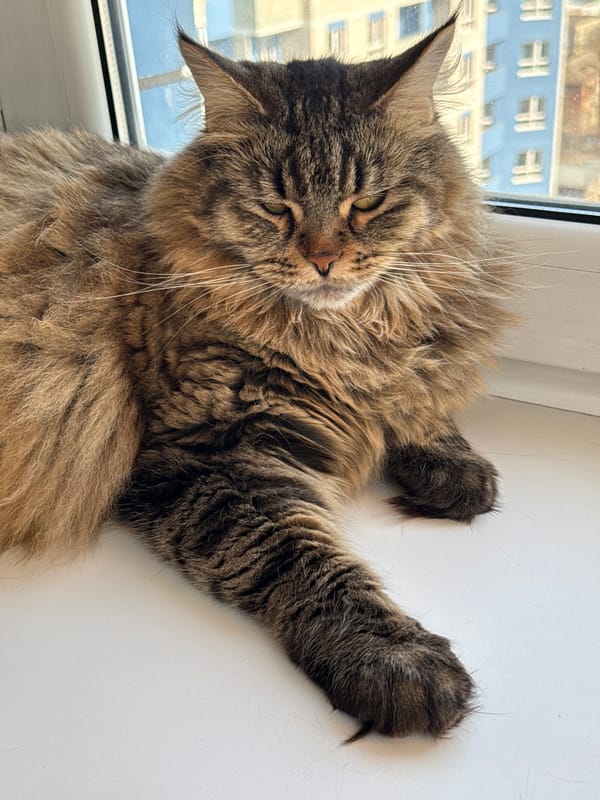 Brown tabby cat spotted resting in Izhevsk home