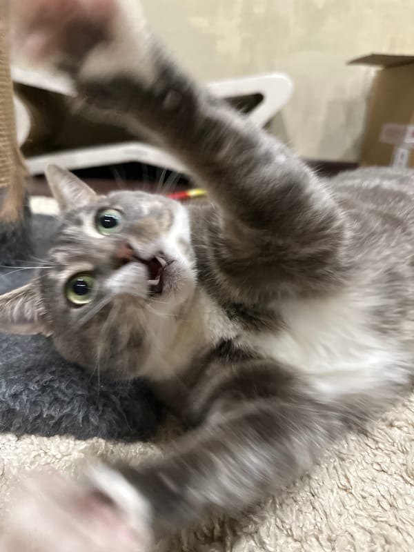 Gray tabby cat plays, chews, and relaxes around the house