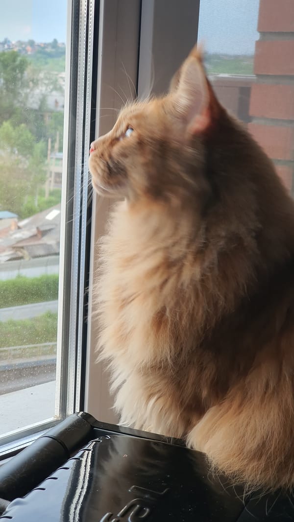 Cats hanging out at home in Krasnoyarsk