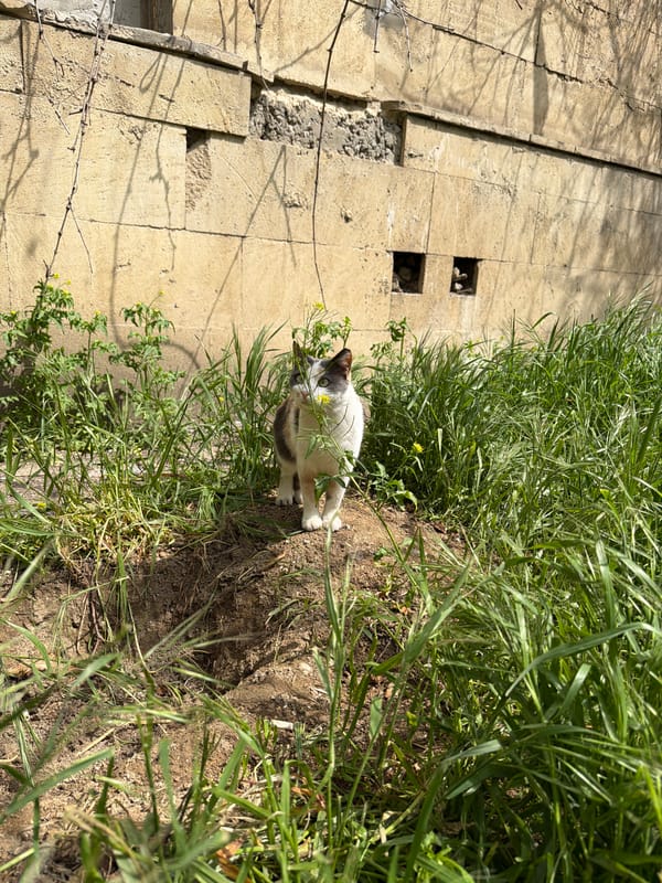 Cat rests in grass beside wall in Baku