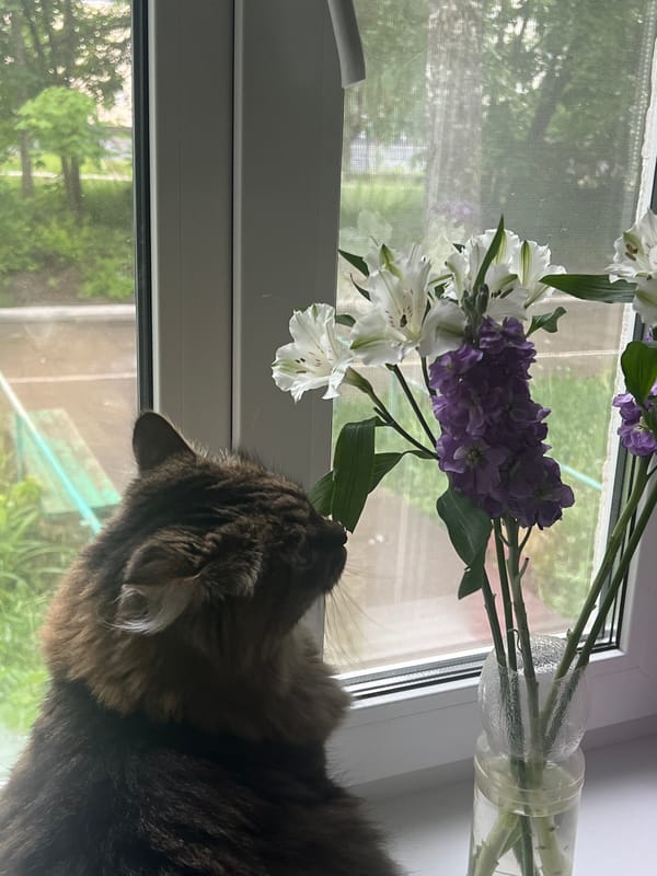 Morning domestic life documented in Chaikovsky, Russia apartment