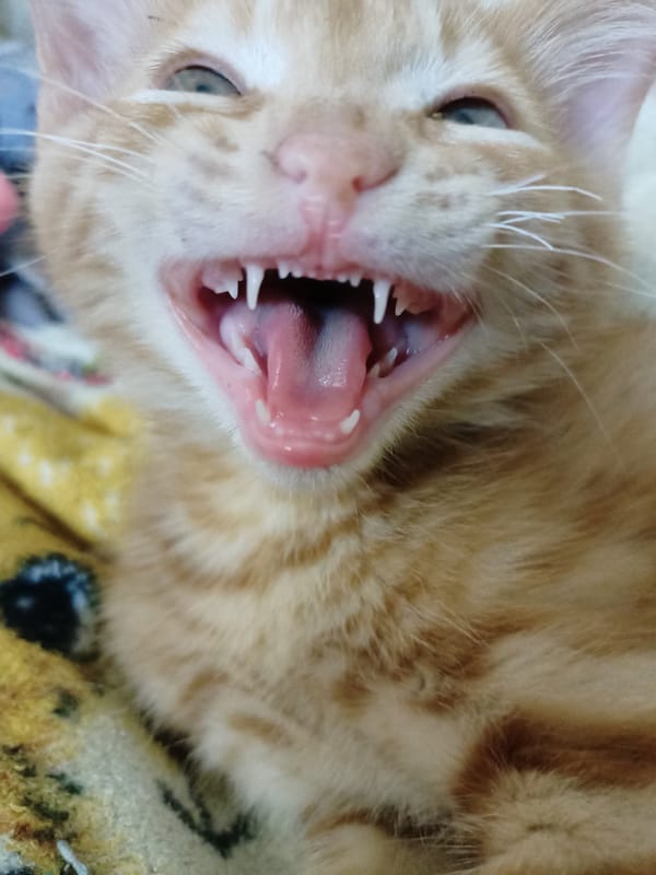 Cats observed in typical domestic behaviors across Almaty locations
