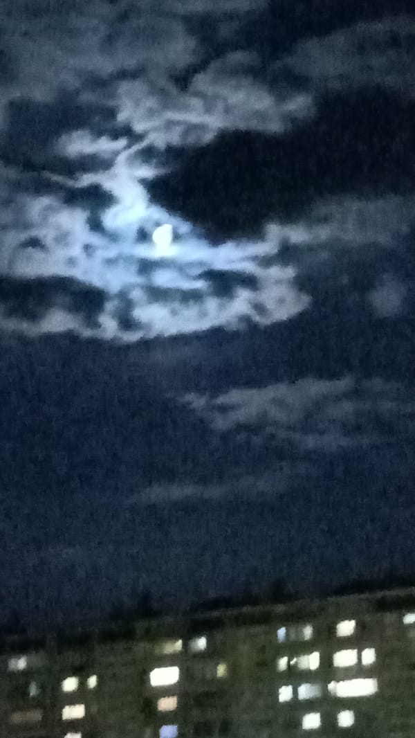 Evening scenes captured across Yerevan showing nightlife and street animals